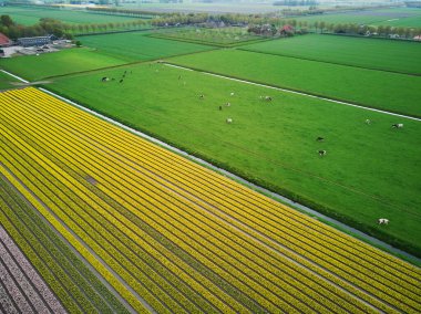 Aerial drone view of blooming tulip fields in Zuid-Holland, the Netherlands