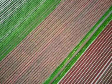 Aerial drone view of blooming tulip fields in Zuid-Holland, the Netherlands