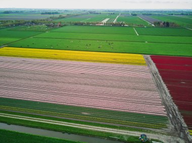 Aerial drone view of blooming tulip fields in Zuid-Holland, the Netherlands