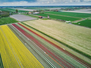 Aerial drone view of blooming tulip fields in Zuid-Holland, the Netherlands