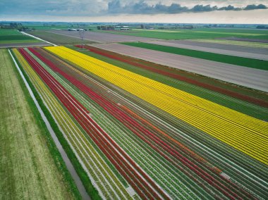 Aerial drone view of blooming tulip fields in Zuid-Holland, the Netherlands
