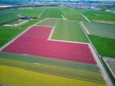 Aerial drone view of blooming tulip fields in Zuid-Holland, the Netherlands