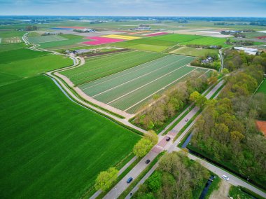 Aerial drone view of blooming tulip fields in Zuid-Holland, the Netherlands
