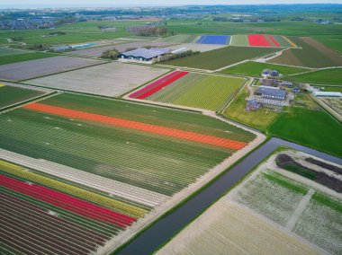 Aerial drone view of blooming tulip fields in Zuid-Holland, the Netherlands