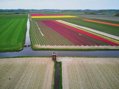 Aerial drone view of blooming tulip fields in Zuid-Holland, the Netherlands