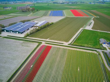 Aerial drone view of blooming tulip fields in Zuid-Holland, the Netherlands