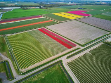 Aerial drone view of blooming tulip fields in Zuid-Holland, the Netherlands