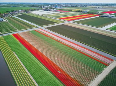 Aerial drone view of blooming tulip fields in Zuid-Holland, the Netherlands