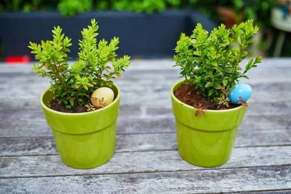 Colored Easter eggs hidden in flower pots for the Easter tradition of egg hunt. Fun Easter activities for kids