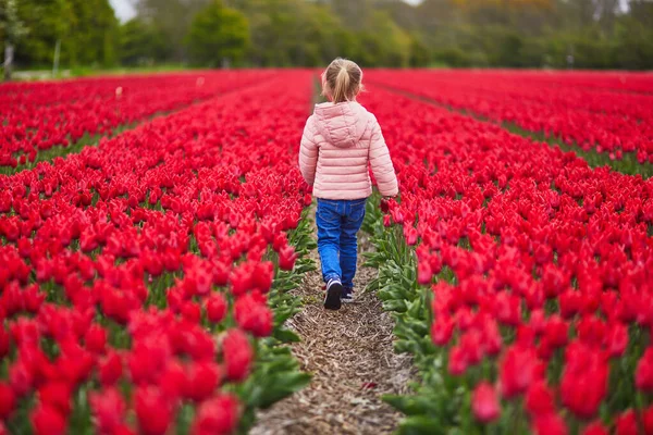 Adorable Preschooler Girl Beautiful Blossoming Red Tulip Field Zuid Holland — Stok fotoğraf