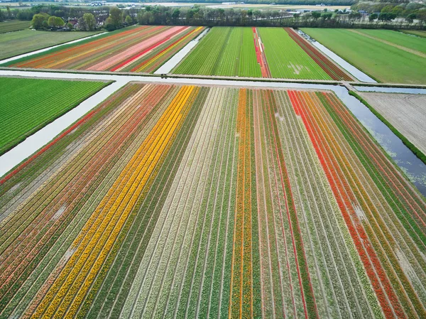 Aerial drone view of blooming tulip fields in Zuid-Holland, the Netherlands