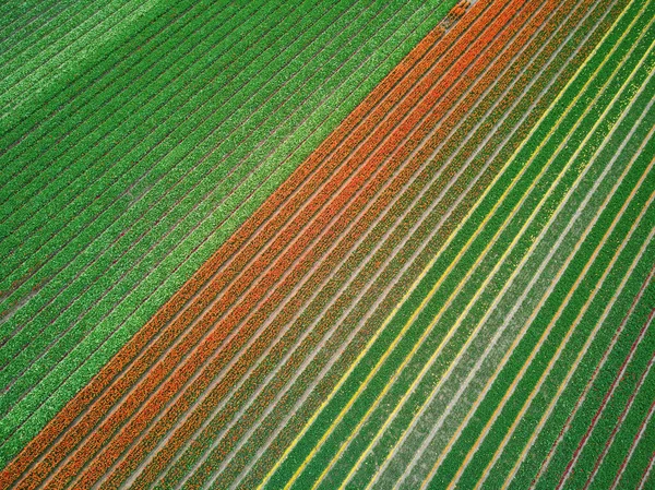 Aerial drone view of blooming tulip fields in Zuid-Holland, the Netherlands