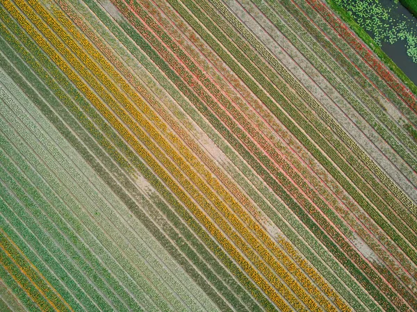 Aerial drone view of blooming tulip fields in Zuid-Holland, the Netherlands