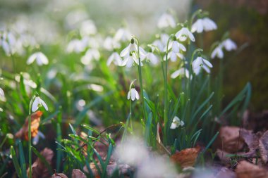 Beautiful white snowdrop flowers blossoming outdoors. First flowers of spring