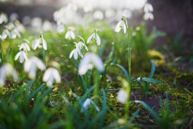 Beautiful white snowdrop flowers blossoming outdoors. First flowers of spring