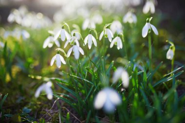 Beautiful white snowdrop flowers blossoming outdoors. First flowers of spring