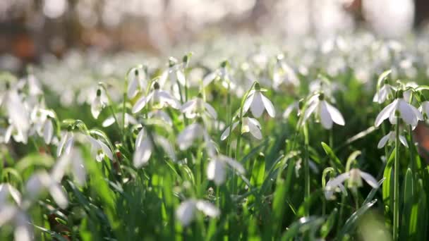 Beautiful White Snowdrop Flowers Blossoming Outdoors First Flowers Spring — Stockvideo