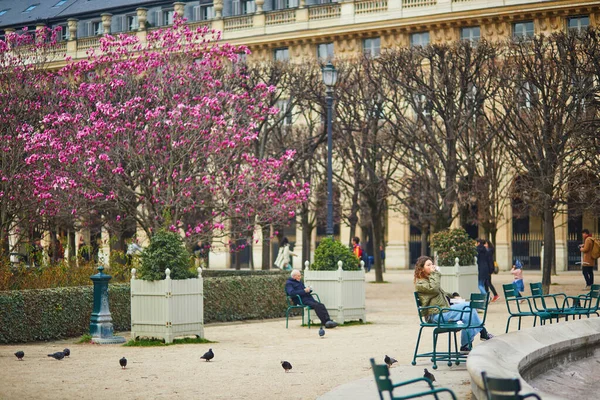 Paris Frankrike Mars 2023 Rosa Magnolior Blommar Paris Början Mars — Stockfoto