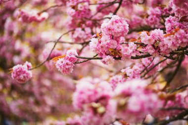 Güneşli bir bahar gününde, güzel pembe çiçekli kiraz ağacı dalı.
