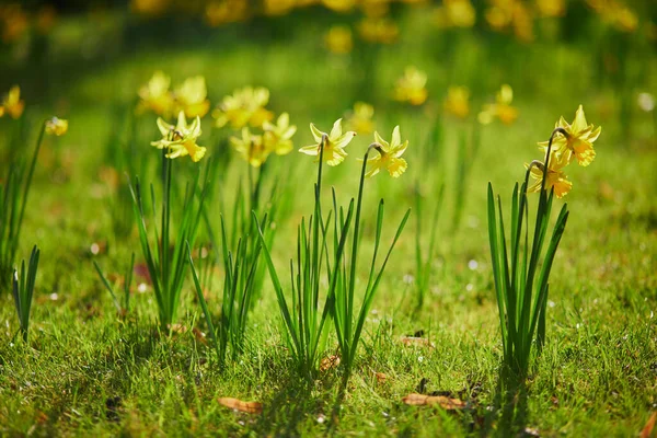 Muchos Narcisos Amarillos Hierba Día Primavera Primeras Flores Primavera —  Fotos de Stock