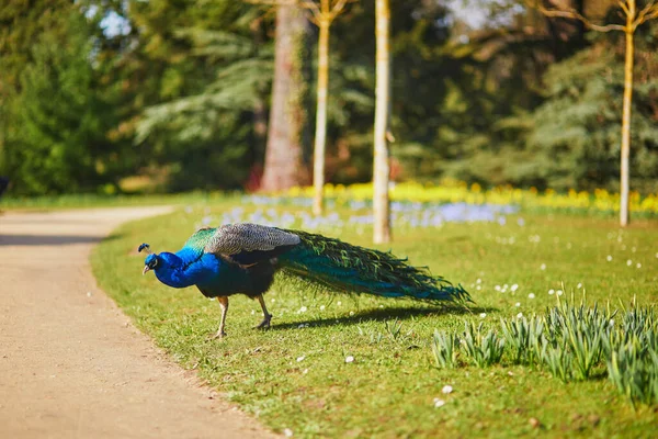 Peacocks Στο Πάρκο Bagatelle Του Bois Boulogne Στο Παρίσι Γαλλία — Φωτογραφία Αρχείου