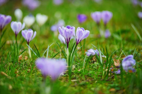 Hermosos Cocodrilos Púrpura Hierba Verde Día Primavera —  Fotos de Stock