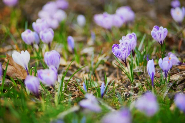 Hermosos Cocodrilos Púrpura Hierba Verde Día Primavera —  Fotos de Stock