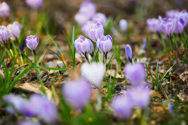 Piękne Purpurowe Krokusy Zielonej Trawie Wiosenny Dzień — Zdjęcie stockowe