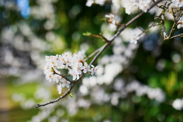 春天的一天 美丽的白梨树盛开 — 图库照片