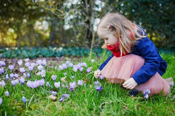 Adorable Girl Purple Crocuses Little Child Outdoors Spring Day Preschooler — Stock Photo, Image
