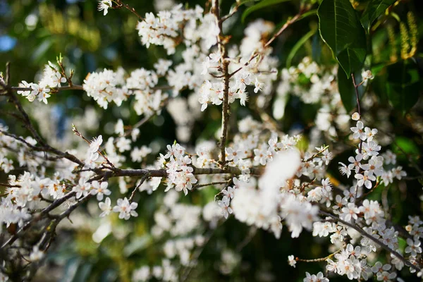 Hermoso Árbol Perlas Blancas Plena Floración Día Primavera — Foto de Stock
