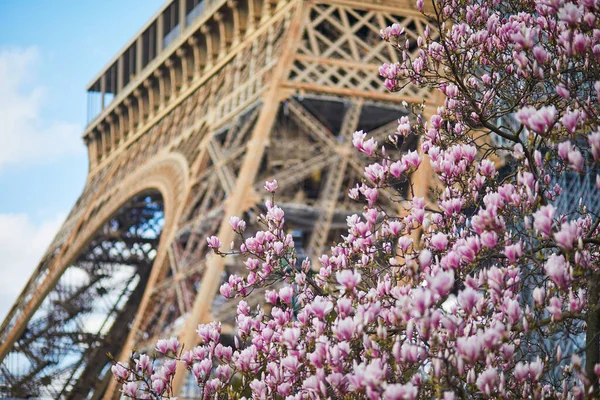 Růžové Magnólie Plném Květu Eiffelova Věž Nad Modrá Obloha — Stock fotografie