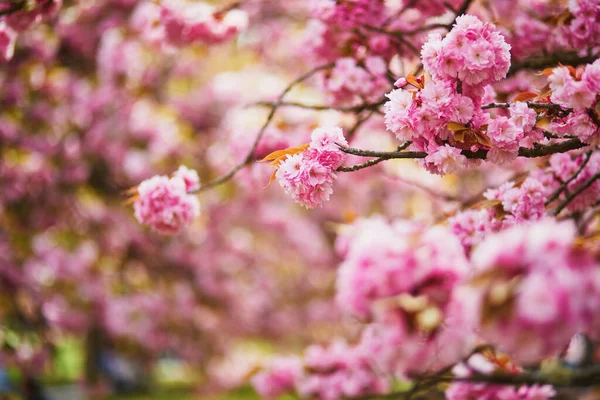 Ramo Árvore Flor Cereja Com Belas Flores Cor Rosa Dia — Fotografia de Stock