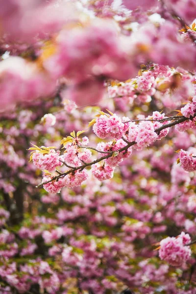 Ramo Árvore Flor Cereja Com Belas Flores Cor Rosa Dia — Fotografia de Stock