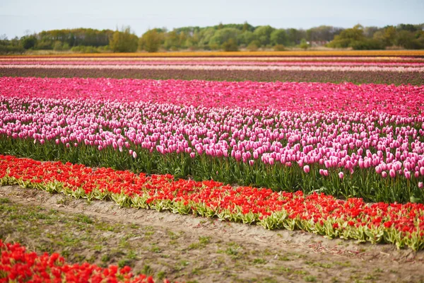 Scenic View Blooming Tulip Fields Zuid Holland Netherlands — Stock fotografie