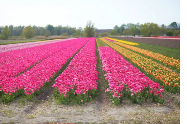 Scenic View Blooming Tulip Fields Zuid Holland Netherlands — стоковое фото