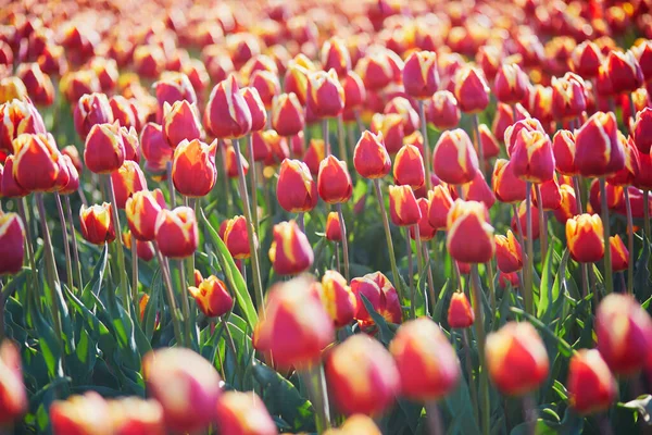 Scenic View Blooming Tulip Fields Zuid Holland Netherlands — Zdjęcie stockowe