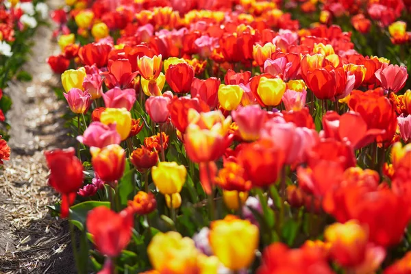 Scenic View Blooming Tulip Fields Zuid Holland Netherlands — Fotografia de Stock