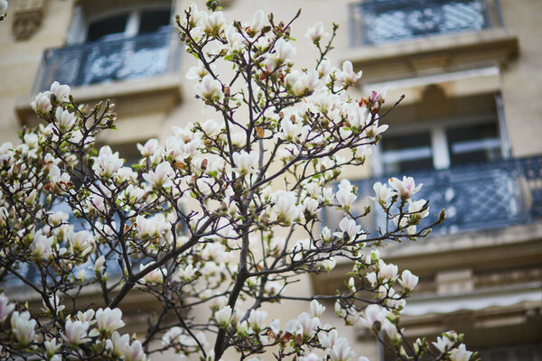 White magnolia in full bloom on a Parisian street on a spring day. Beginning of spring in Paris, France