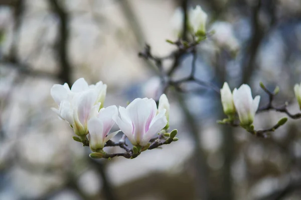春の日にパリの通りに満開の白いマグノリア フランスの春の始まり — ストック写真