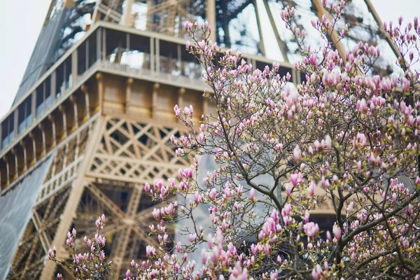 Růžová Magnólie Plném Květu Eiffelova Věž Pozadí Začátek Jara Paříži — Stock fotografie