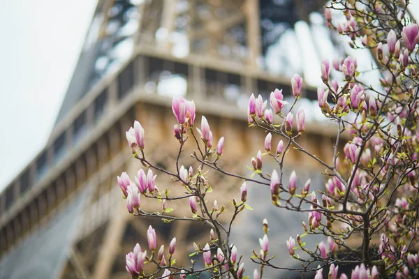Pink magnolia in full bloom and Eiffel tower in the background. Beginning of spring in Paris, France