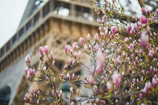 Magnólia Rosa Plena Floração Torre Eiffel Fundo Início Primavera Paris — Fotografia de Stock