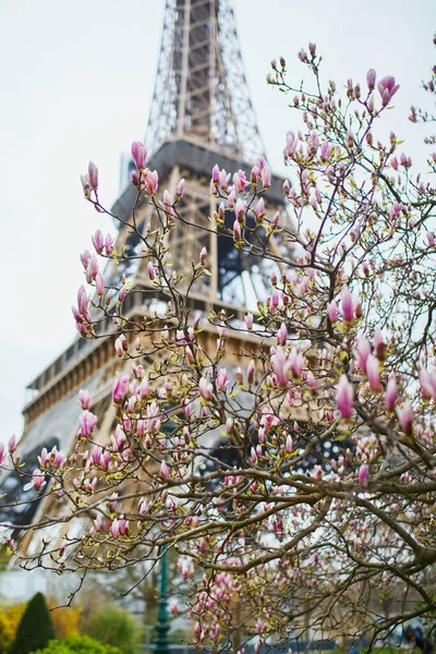 Magnolia Roz Plină Floare Turnul Eiffel Fundal Începutul Primăverii Paris — Fotografie, imagine de stoc