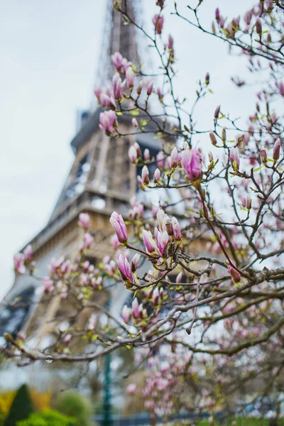 Pink magnolia in full bloom and Eiffel tower in the background. Beginning of spring in Paris, France