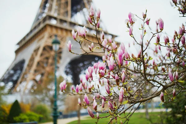 Rózsaszín Magnólia Teljes Virágban Eiffel Torony Háttérben Tavasz Eleje Párizsban — Stock Fotó