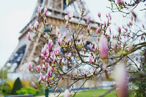 Magnolia Rosa Plena Floración Torre Eiffel Fondo Inicio Primavera París — Foto de Stock