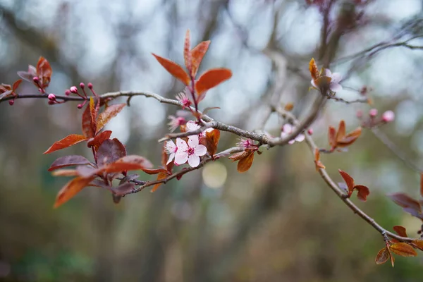 Güzel Pembe Erik Ağacı Bir Bahar Günü Çiçek Açmaya Başlıyor — Stok fotoğraf