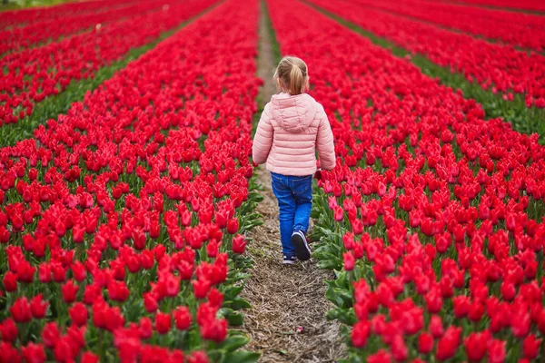 Adorable Preschooler Girl Beautiful Blossoming Red Tulip Field Zuid Holland — стоковое фото