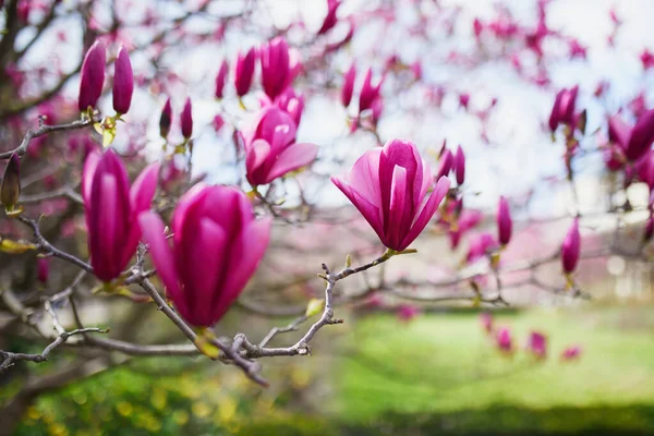Pink Magnolia Tree Flowers Spring Day Paris France — 图库照片